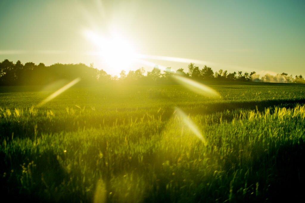 Sunlight streaming across a lush green field at sunrise or sunset, with a line of trees in the background and sun rays creating a warm, glowing effect.